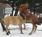 Die Ponyfarm Schafstedt