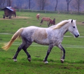 Die Ponyfarm Schafstedt